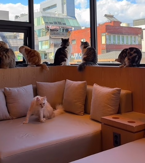 모카3.jpg