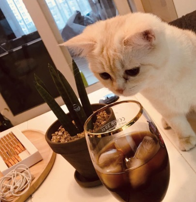 낭만고양이.jpg